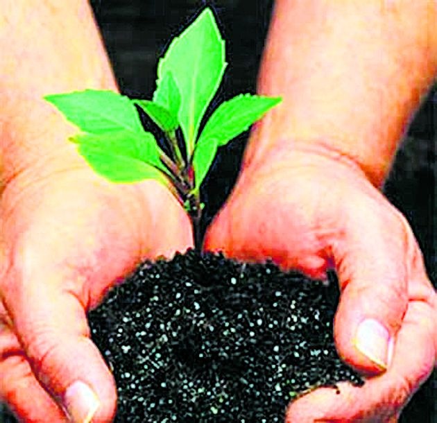 Indication of extension of tree plantation campaign in the state | राज्यातील वृक्षलागवड मोहिमेचा कालावधी वाढण्याचे संकेत