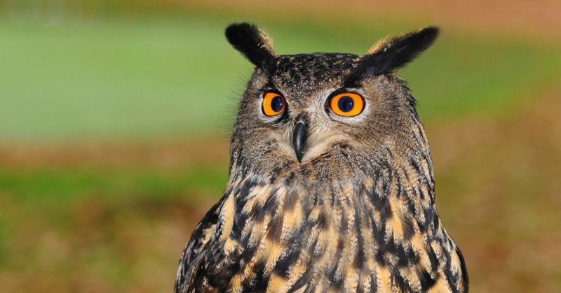 World Owl Day; Crisis on the existence of human ignorance | जागतिक रानपिंगळा दिन; मानवी अज्ञानाचे पिंगळ्याच्या अस्तित्वावर संकट