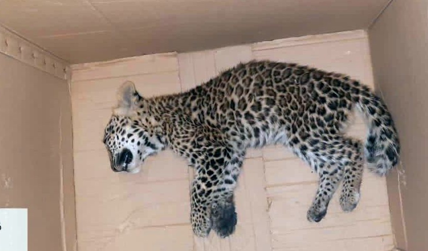 Leopard calf killed in accident | अपघातात बिबट्याचा बछडा ठार