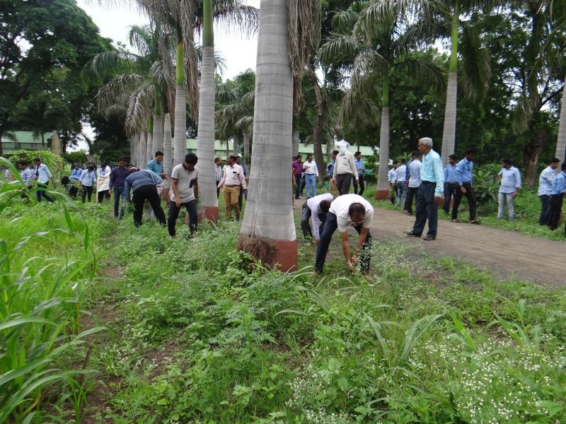 Grass eradication at Dr. Panjabrao Deshmukh Agricultural University Akola | डॉ. पंजाबराव देशमुख कृषी विद्यापीठात गाजर गवत निर्मूलन!