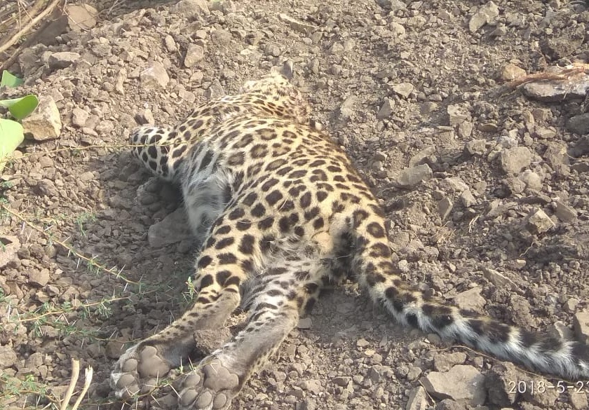 Suspicious death of leopard in Barshitakali taluka | बार्शीटाकळी तालुक्यात बिबटाचा संशयास्पद मृत्यू