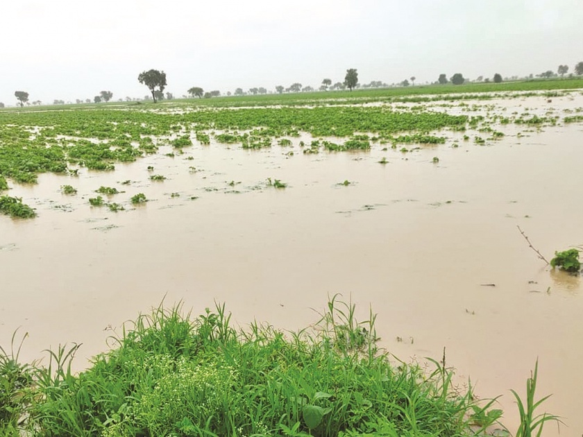 Akola Flood: Damage to crops on 34 thousand hectares | Akola Flood :  ३३ हजार हेक्टरवरील पिकांचे नुकसान
