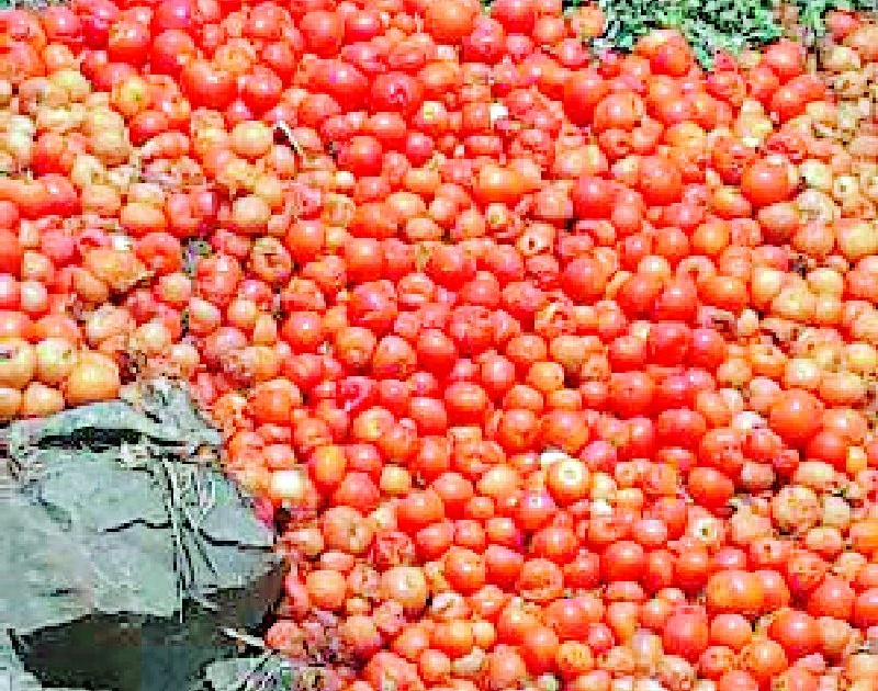 Billions of watermelon, tomato damage | टरबूज, टोमॅटोचे कोट्यवधींचे नुकसान