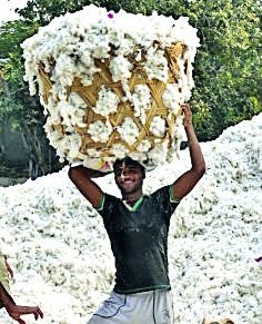 Market Committee 's cess of millions of rupees by selling cotton | परस्पर कापूस विक्रीने बाजार समितीचा लाखोंचा सेस बुडाला