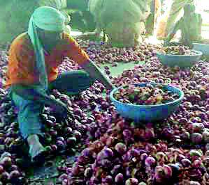 Onion prices rose | कांद्याचे भाव वधारले
