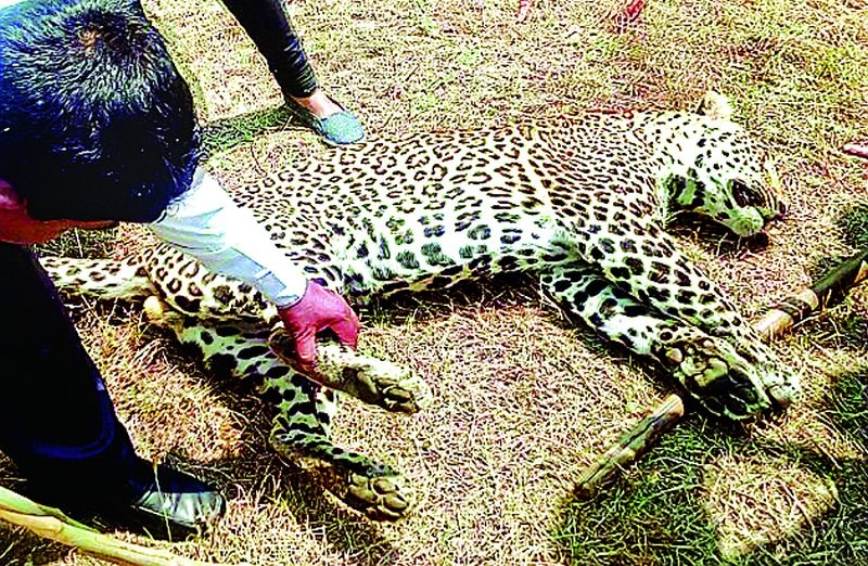 Investigation of the leopard death in cold water | बिबट मृत्युप्रकरणाचा तपास थंडबस्त्यात