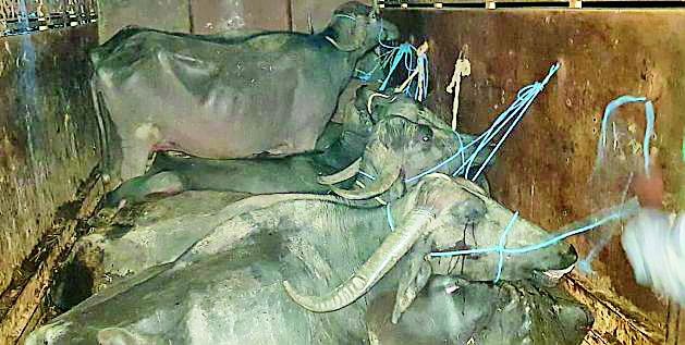 12 buffaloes rescued in Mohandur | मोहदुरात १२ म्हशींची सुटका
