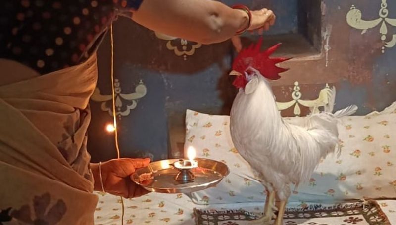 chickens birthday celebration picture goes viral | काय सांगता... चक्क कोंबड्याचा वाढदिवस, तो ही अगदी थाटात