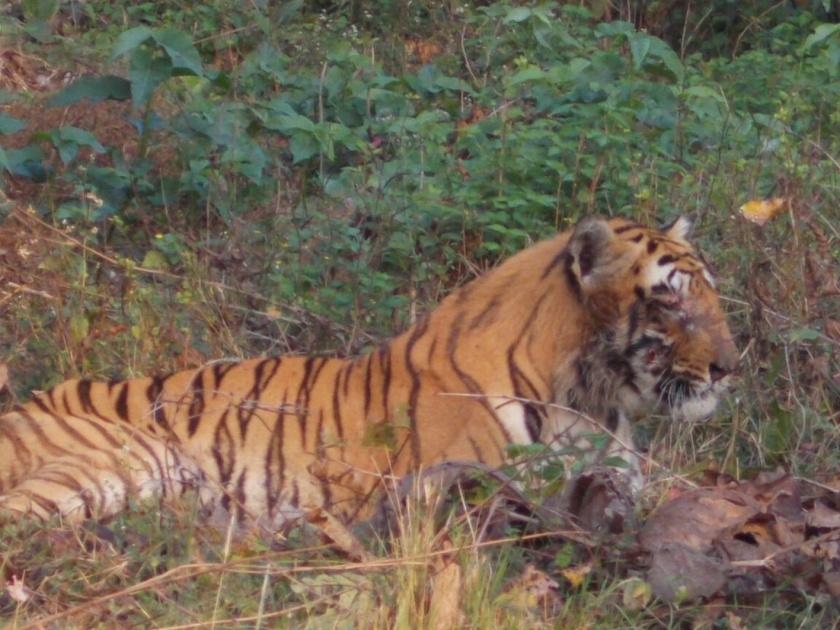 The injured tiger still waiting for treatment in the forest area of ​​Chandrapur | चंद्रपूरच्या वनक्षेत्रातील जखमी वाघ चौथ्या दिवशीही उपचाराविना