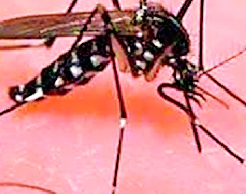 Be careful, avoid dengue fever | काळजी घ्या, डेंग्यू ताप टाळा