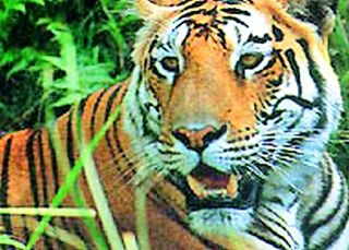 Tiger due to tiger rumors | वाघाच्या अफवेमुळे दहशत