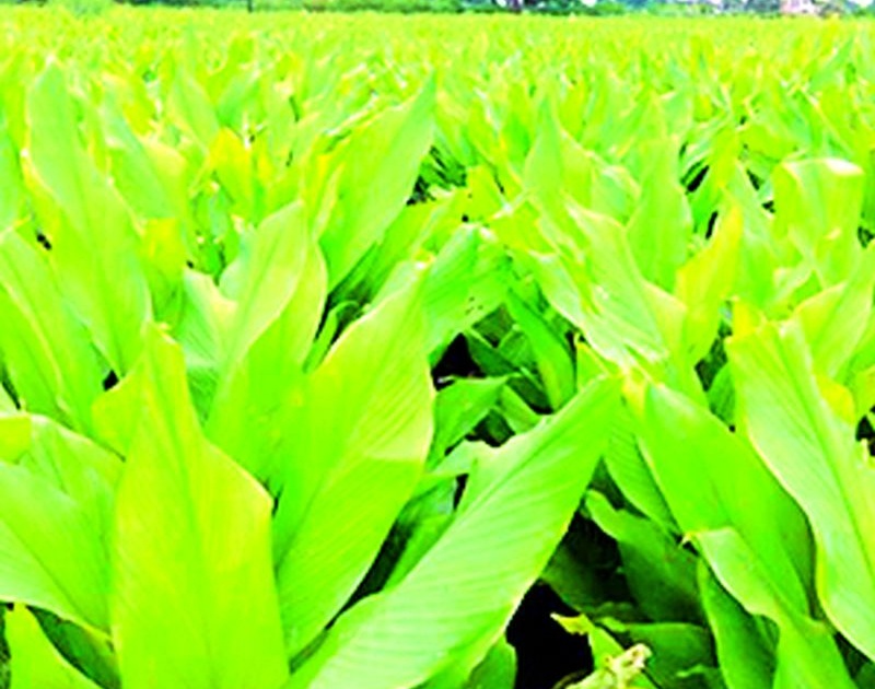 Production of Wayagaon turmeric crop will decrease this year | वायगाव हळद पिकाचे यंदा उत्पादन घटणार