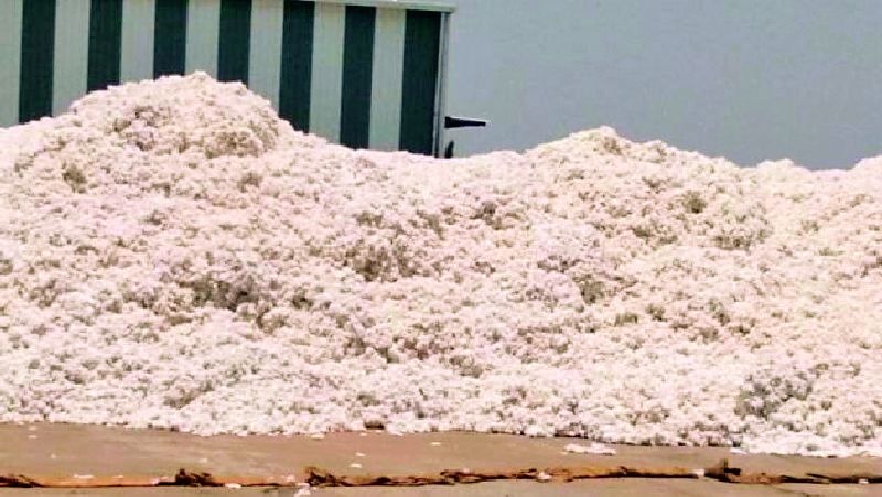 Cotton growers' woes end! | कापूस उत्पादक शेतकऱ्यांची व्यथा संपेना !