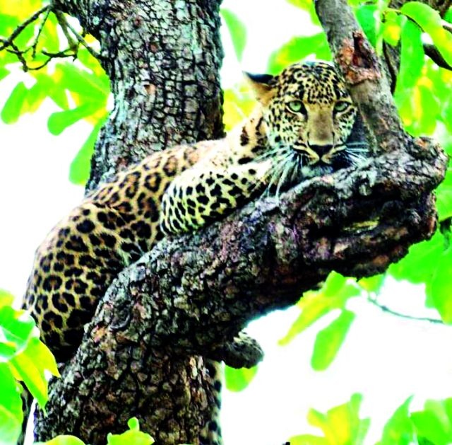 Planting on Leopard's Tree | बिबट्याचे झाडावर बस्तान