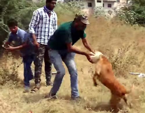 Animal friends released the dog running towards Saravaira with its head stuck in the box | डब्यात डोके अडकून सैरावैरा धावणाऱ्या श्वानाची प्राणीमित्रांनी केली मुक्तता