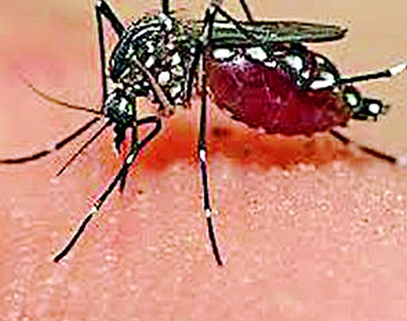 Use mosquito nets while sleeping, stay away from malaria | झोपताना मच्छरदानी वापरा, मलेरियापासून दूर राहा