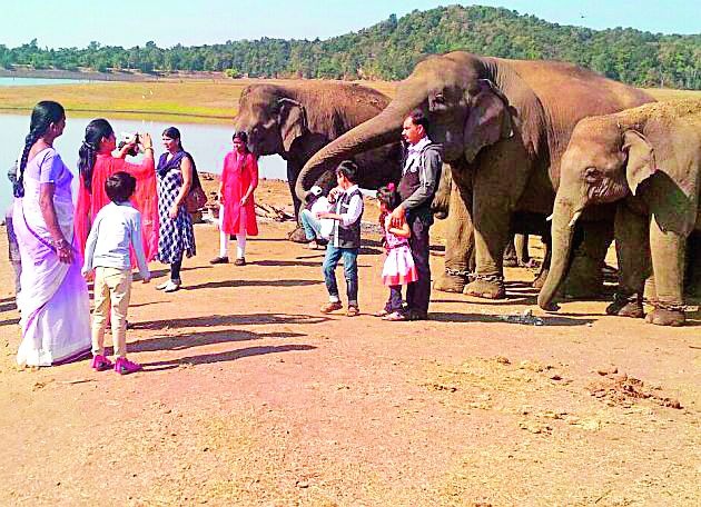 The number of tourists increased at Kamalapur Elephant Camp | कमलापूर हत्ती कॅम्पमध्ये पर्यटकांची संख्या वाढली