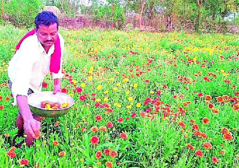 Farmer's trend towards Phoolshetty | फूलशेतीकडे शेतकऱ्यांचा कल