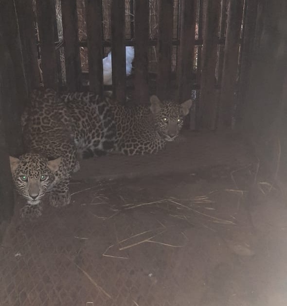 In Igatpuri, two leopard cubs were trapped in the same cage | इगतपुरीत एकाच पिंजऱ्यात अडकले बिबट्याचे दोन बछडे