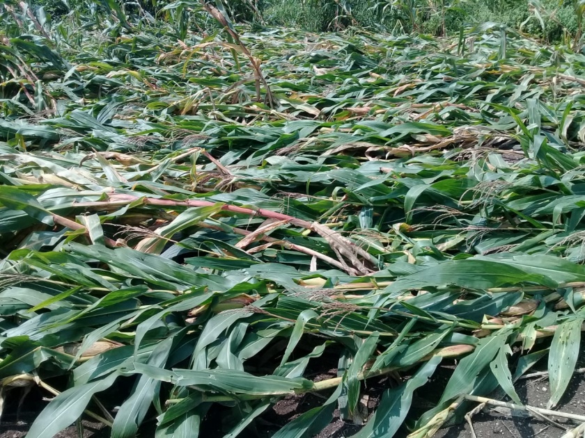 Farmers worry about rabi season capital | शेतकाऱ्यांना रब्बी हंगामाच्या भांडवलाची चिंता