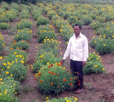 Flowers farming gives heavy income | फूलशेतीतून लाखोंचे शाश्वत उत्पन्न