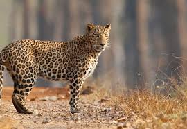 Leopard terror in Narayan Tembhi area | नारायण टेंभी परिसरात बिबट्याची दहशत