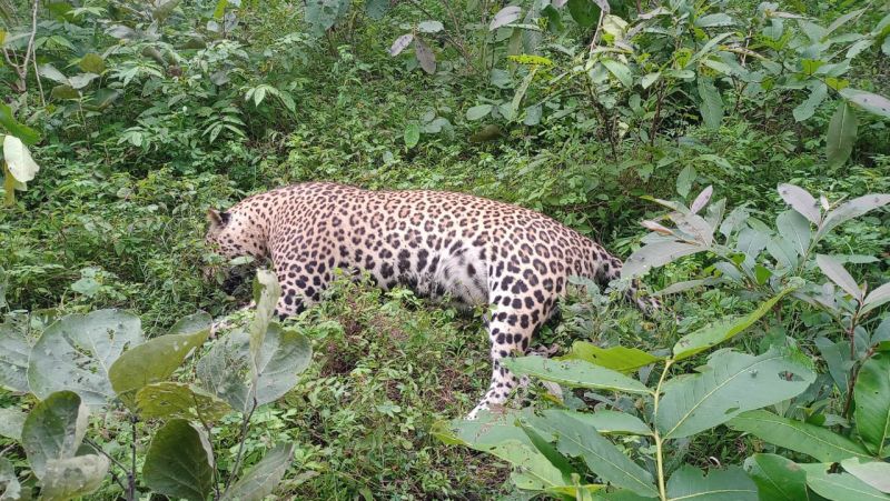 an leopard was found dead in the forest of Gadchiroli | गडचिरोलीच्या जंगलात बिबट आढळला मृतावस्थेत