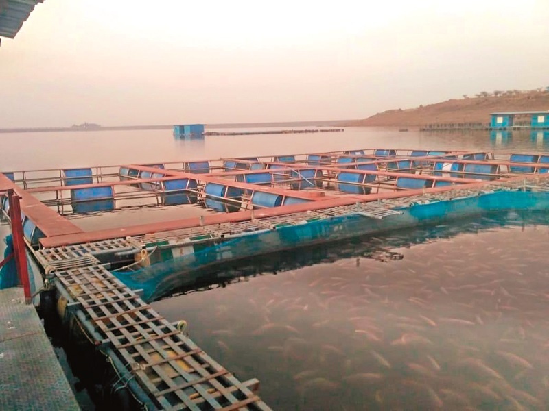  250 Shops Fishery Center on Mula reservoir | मुळा जलाशयावर २५० बंदिस्त मत्स्यपालन केंद्र