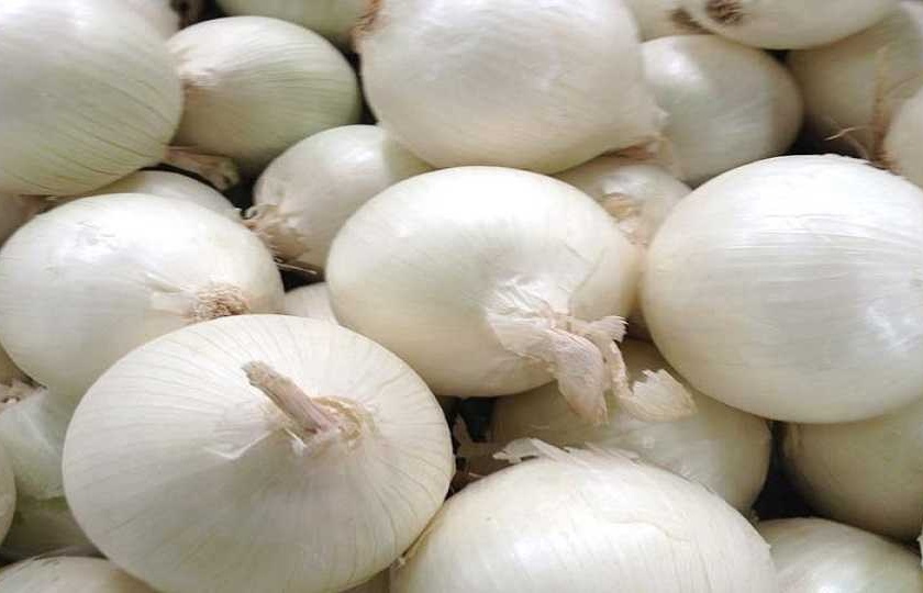 Seeds brought red onion, but ripe white onion | बियाणे आणले लाल कांद्याचे, मात्र पिकला पांढरा कांदा
