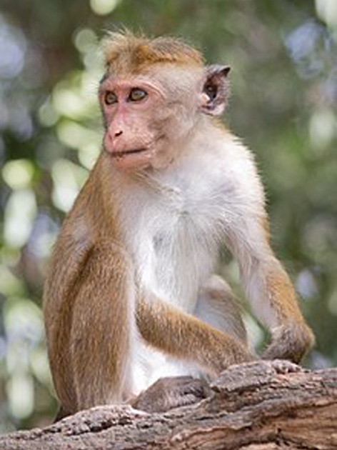 Parbhani: Women's Gambhir with Monkey Chaw | परभणी : माकडाच्या चाव्याने महिला गंभीर