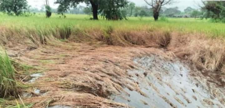 Disease invasion of paddy | भातपिकावर रोगांचे आक्रमण