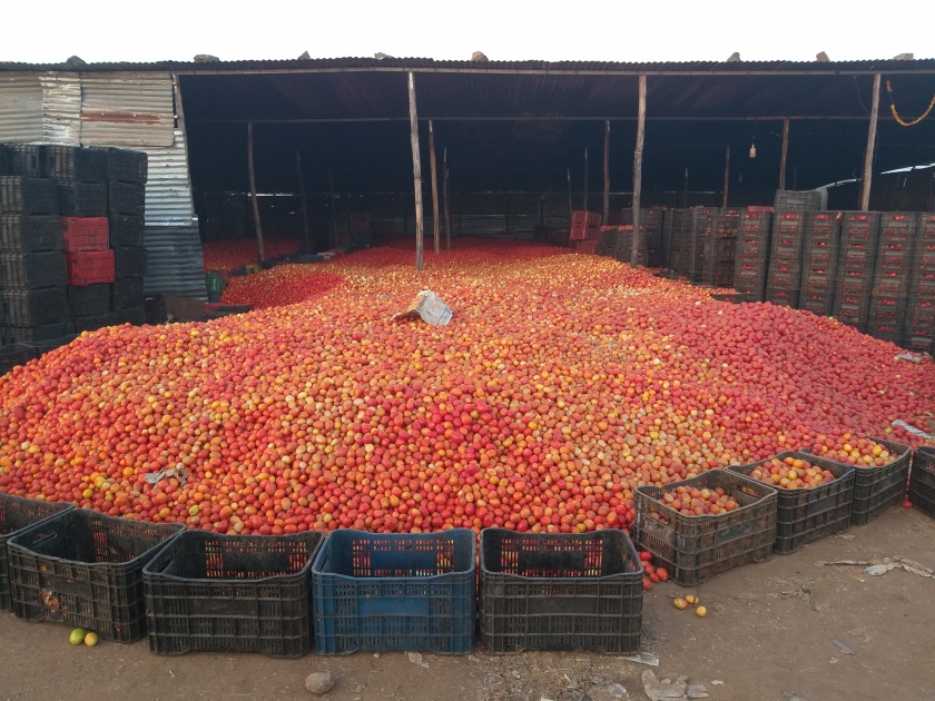 Tomato prices fall! | टोमॅटोचे भाव घसरलेलेच !