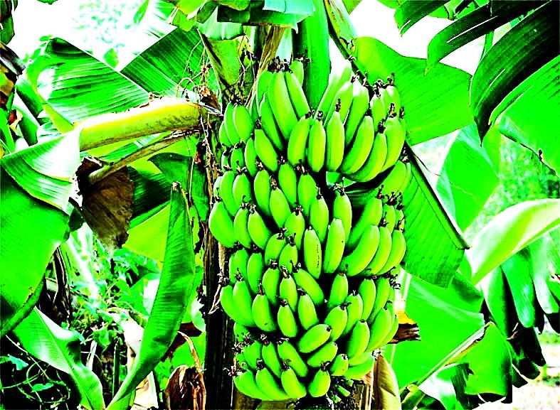 Californian banana in Vidarbha became empty | विदर्भातील केळीचा कॅलिफोर्निया झाला रिकामा