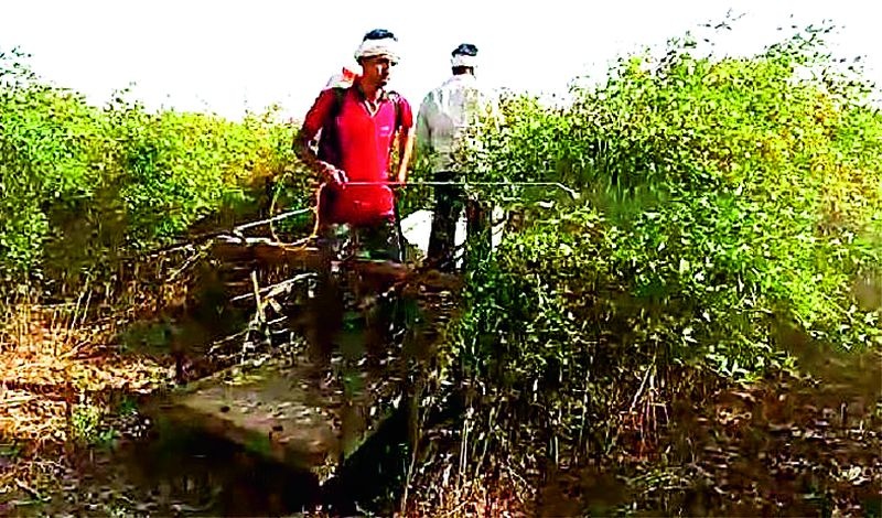 Another farmer sprayed the trumpet from a bullock cart | अन् शेतकऱ्याने केली चक्क बैलबंडीवरुन तुरीला फवारणी