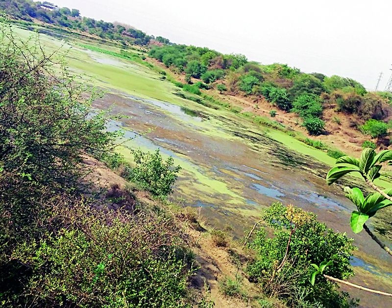 In the wake of Wardha river pollution | वर्धा नदी प्रदूषणाच्या विळख्यात
