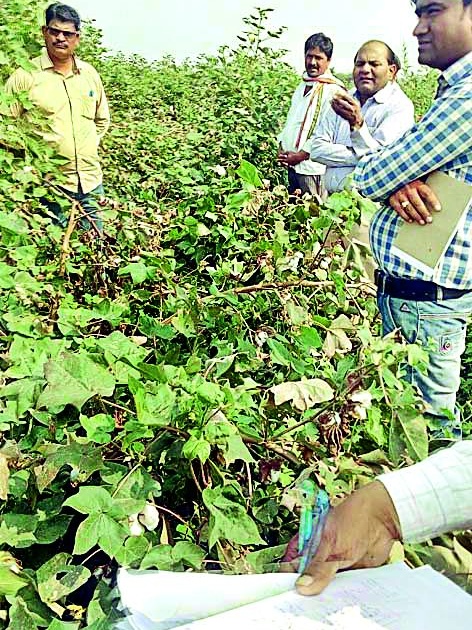  Agricultural Assistants should conduct immediate survey of crop sowing | कृषी सहायकांनी कपाशी पिकांचे तत्काळ सर्वेक्षण करावे