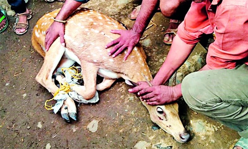 Chital injured in the attack of dogs | श्वानांच्या हल्ल्यात चितळ जखमी