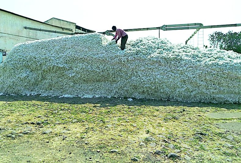 Purchase of 16.73 lakh quintals of cotton in the district | जिल्ह्यात १६.७३ लाख क्विंटल कापसाची खरेदी