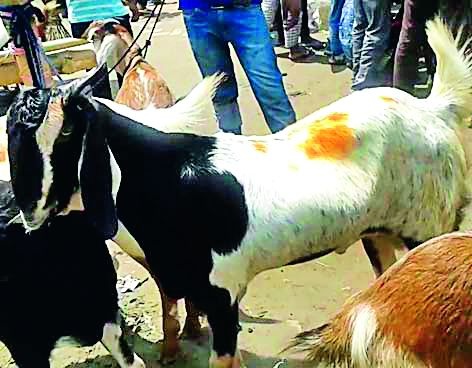 The first goat market in Vidarbha stops because of the market | विदर्भातील पहिली शेळी बाजारपेठ जागेमुळे रखडली
