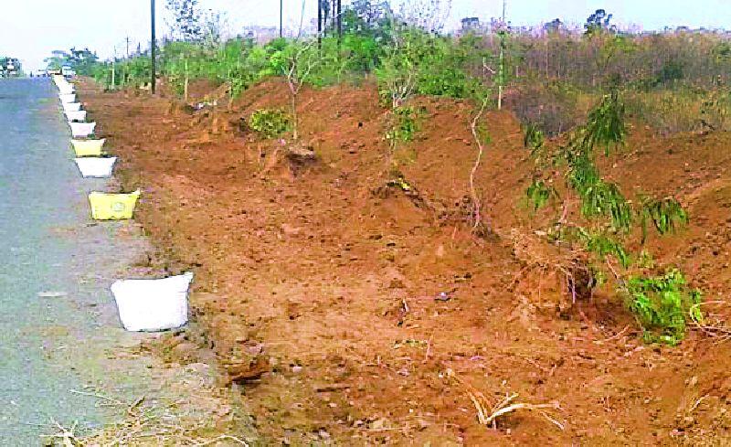 Millions of rupees in plantation | वृक्ष लागवडीवरील लाखो रुपये पाण्यात