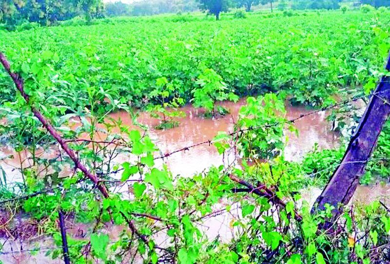 Rains hit crops in Pusad, Umarkhed division | पुसद, उमरखेड विभागात पावसाचा पिकांना फटका