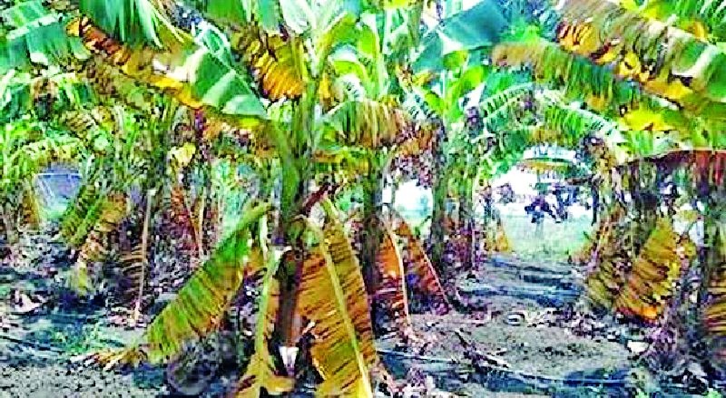 In Pusad taluka, severe water scarcity crops hit | पुसद तालुक्यात भीषण पाणीटंचाईचा पिकांना फटका