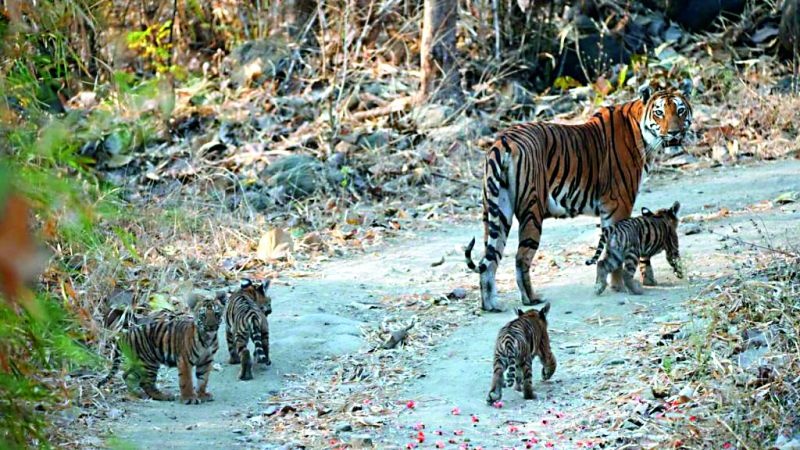 About 10 tigers visit Tipeshwar Sanctuary on the same day! | टिपेश्वर अभयारण्यात एकाच दिवशी चक्क १० वाघांचे दर्शन !
