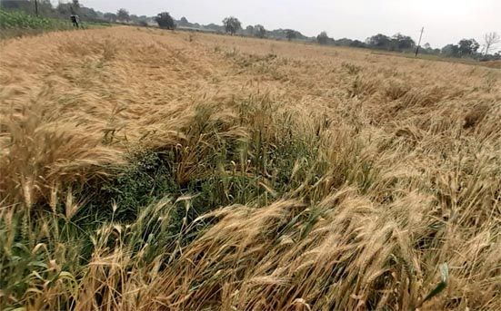 Damage to 1035.95 hectare agricultural area in Nagpur due to untimely rains | अवकाळी पावसाने नागपुरातील १०३५.९५ हेक्टर कृषी क्षेत्राचे नुकसान