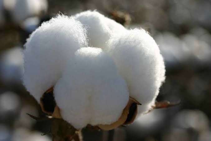 Cotton rates should be fixed on the percentage of cotton | रुईच्या टक्केवारीवर ठरावेत कापसाचे दर