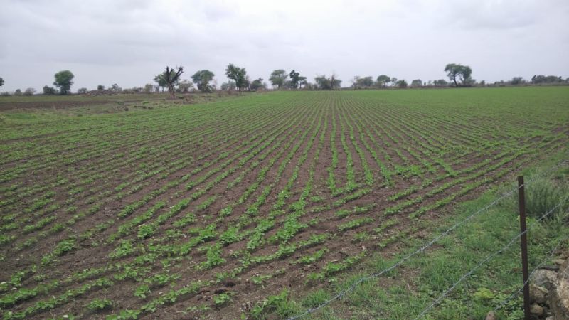 Insurance coverage of crops up to 3 lakh hectares has no support | ३६ लाख हेक्टरवरील पिकांचे विमा कवच रामभरोसे