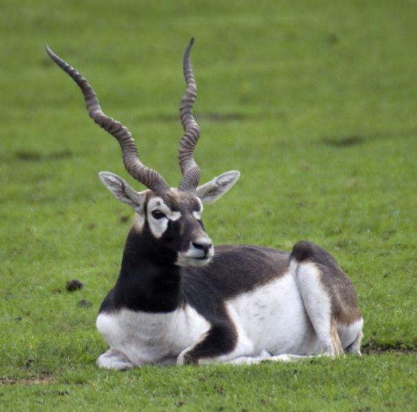 The number of antelopes in Gondia district is around 400 but ... | गोंदिया जिल्ह्यात काळविटांची संख्या ४०० च्या घरात पण...