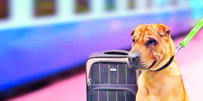 Just different! 999 dogs in Nagpur traveled in 'AC'coach in Railway | जरा हटके! नागपुरातील ९९९ श्वानांनी केला ‘एसी’ प्रवास