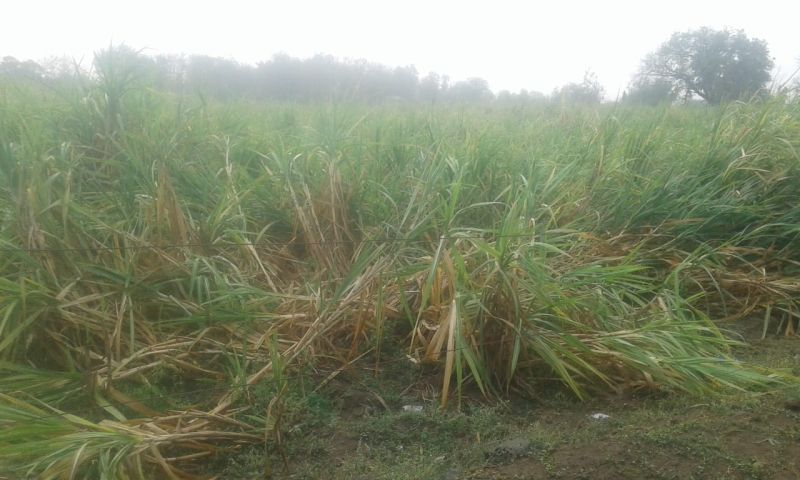 Vidarbha showcases heavy rains; Crushing of crops | विदर्भात सर्वदूर पावसाची झड; पिकांचे अतोनात नुकसान