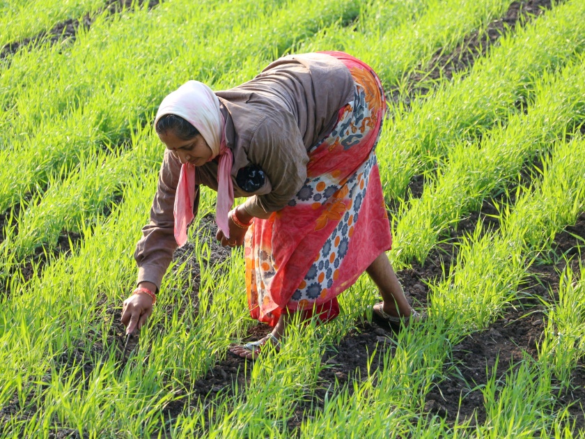 Innovative use of farmers in Chandrapur district; Paddy cultivation done on plastics | चंद्रपूर जिल्ह्यातील शेतकऱ्याचा अभिनव प्रयोग; प्लॉस्टिकवर केली भाताची शेती